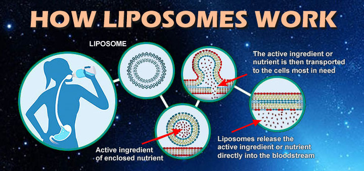How Liposomes Works